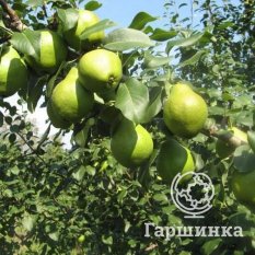 Груша Гвидон-3