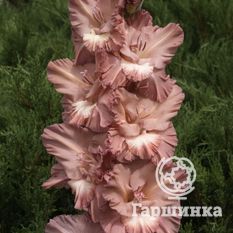 Гладиолус Шоколадница-2