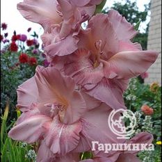 Гладиолус Шоколадница-3
