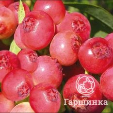 Пинк Лимонад (раннеспелый)-4