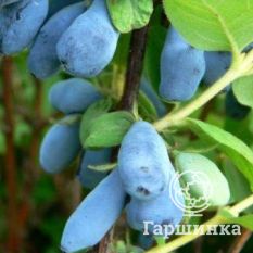 Синеглазка-2