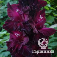 Таинство ночи -2