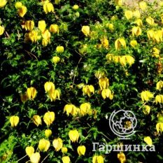 Тангутский-2