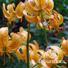 Террас Сити (Terrace City)-2