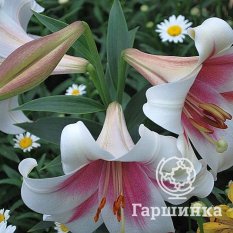 Триумфатор лонгифлорум (Triumphator longiflorum)-4