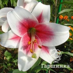 Триумфатор лонгифлорум (Triumphator longiflorum)-3