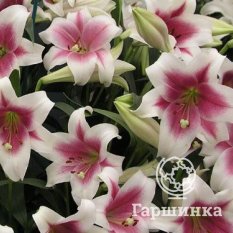 Триумфатор лонгифлорум (Triumphator longiflorum)-2