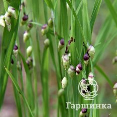 Трясунка средняя-2