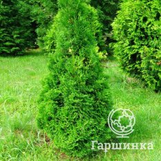 Холмструп-2