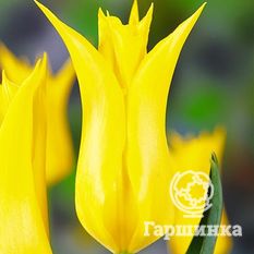 Тюльпан Баллада Голд-2