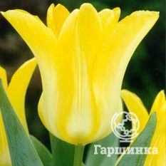Тюльпан Баллада Голд-4