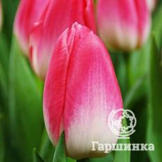 Тюльпан Династия-4