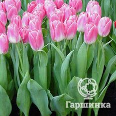 Тюльпан Династия-2