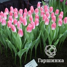 Тюльпан Династия-3