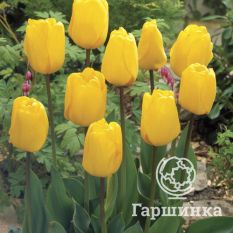 Голден Оксфорд-2