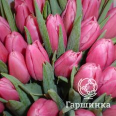   Джамбо Пинк-3