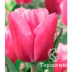   Джамбо Пинк-4