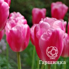   Джамбо Пинк-2