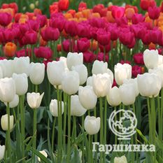 Тюльпан Маурин-3