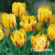 Тюльпан Монзела-3