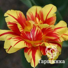 Тюльпан Монзела-4