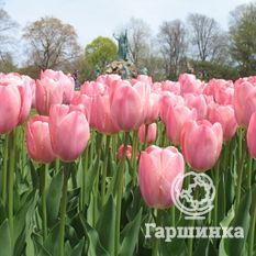 Тюльпан Мистик Ван Эйк-4