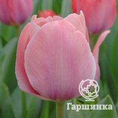 Тюльпан Мистик Ван Эйк-3