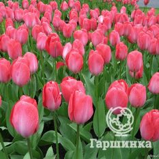 Тюльпан Мистик Ван Эйк-2