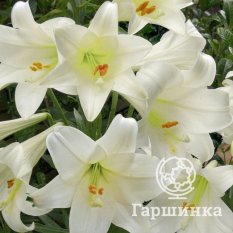 Вайт Пленет (White Planet)-2