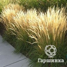 Вейник остроцветковый Карл Фостер-2