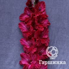 Гладиолус Возрождение-3