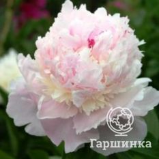 Пион Зюс Браун-4