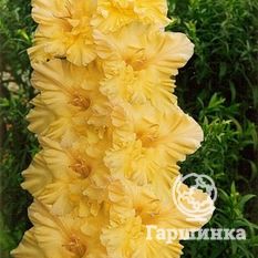 Гладиолус Золотая десятка-3