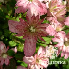 Броутон Стар-4