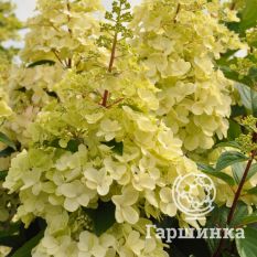 Канделайт-4