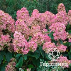 Распберри Пинк-2