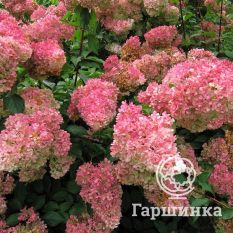 Распберри Пинк-3