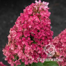 Распберри Пинк-4