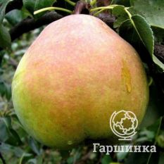 Груша Зимняя-4