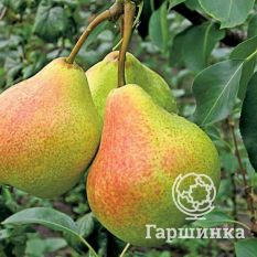 Груша Тонковетка Уральская-4