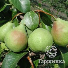 Груша Тонковетка Уральская-2