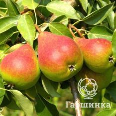 Груша Тонковетка Уральская-3