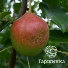 Груша Каратаевская-1