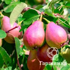 Груша Каратаевская-2