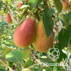 Груша Каратаевская-3