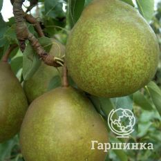 Груша Зимняя-2