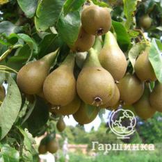 Груша Зимняя-3