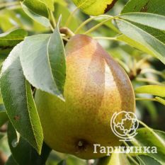 Груша Нежность-3