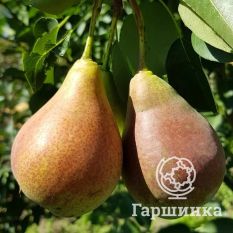 Груша Нежность-4