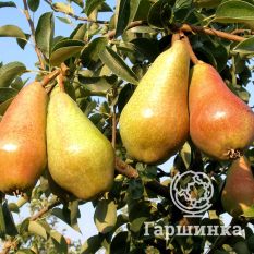 Груша Яковлевская-2